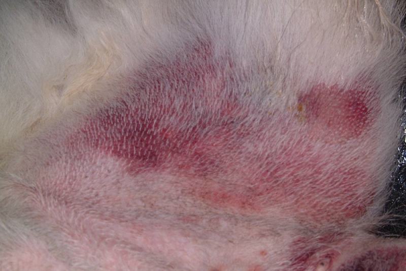 HEMANGIOSARCOMA Subcutaneous HSA with Bruising