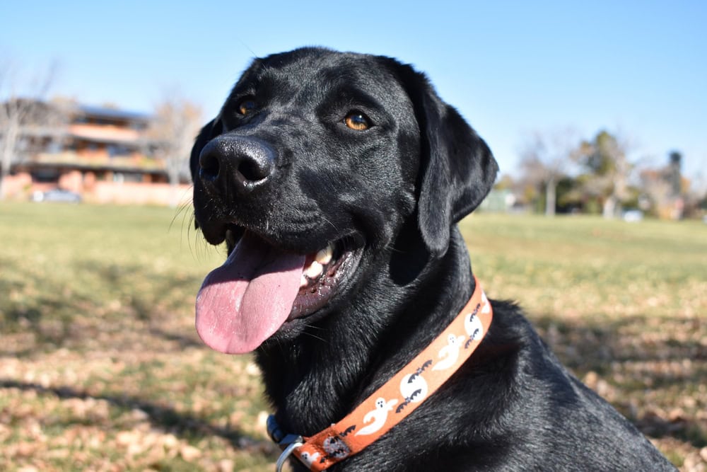 Happy black dog in park halloween collar