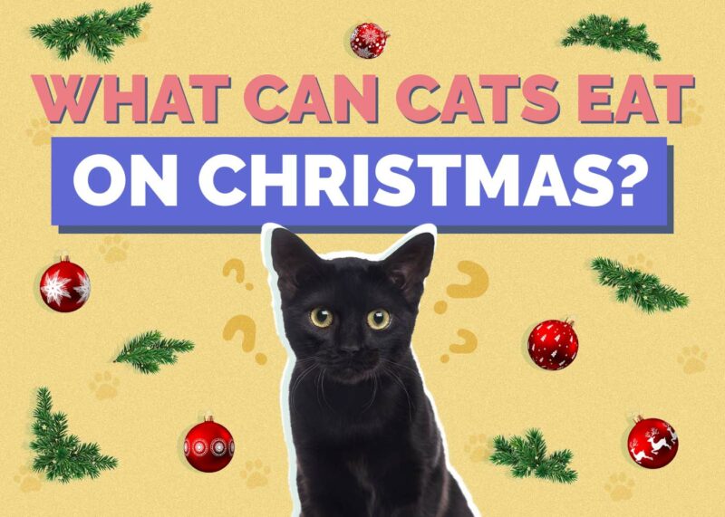 Hepper_What Can Cats Eat on Christmas