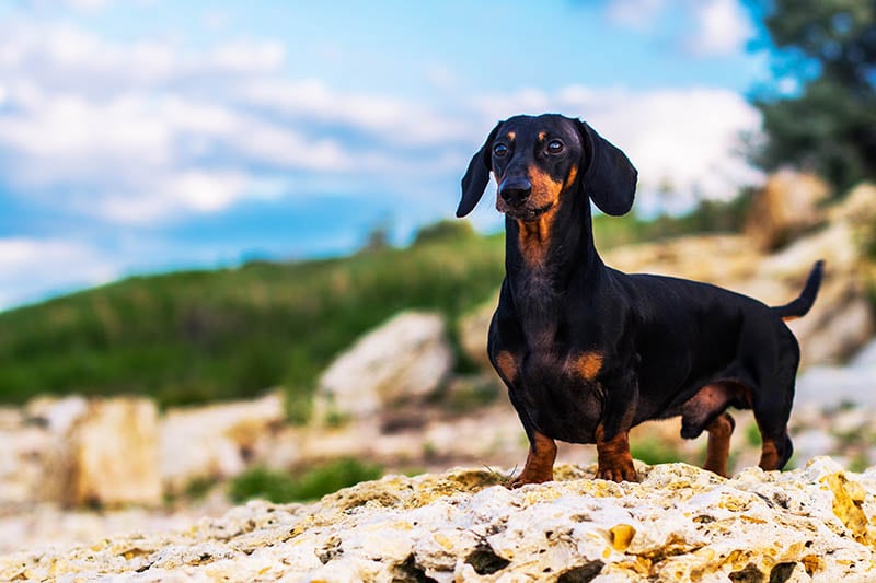 Horizontal portrait of a dog (puppy), breed dachshund black and brown Male