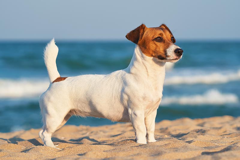 Jack Russell stands on the golden sand of a sandy beach