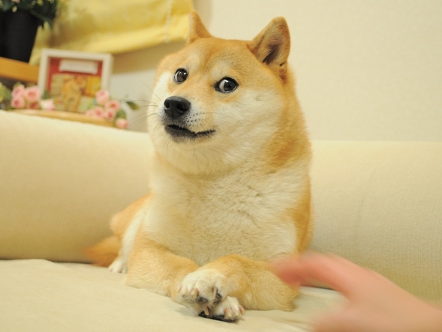 Kabosu (Doge)