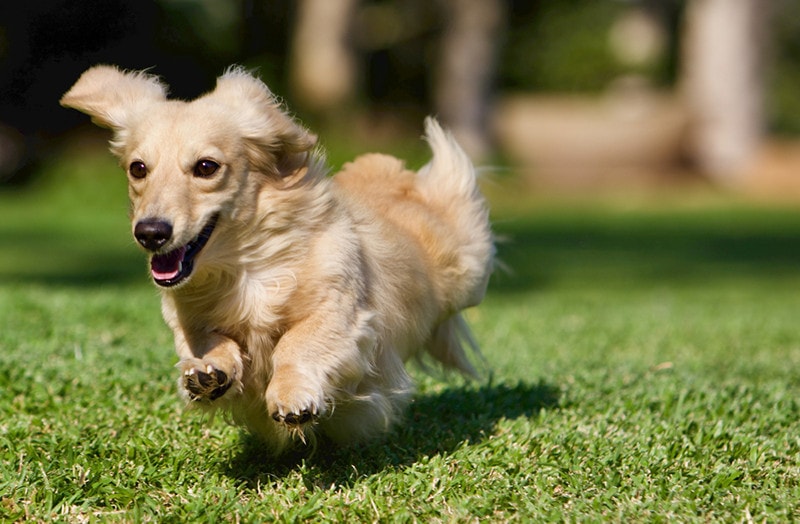 Long haired cream dachshund running