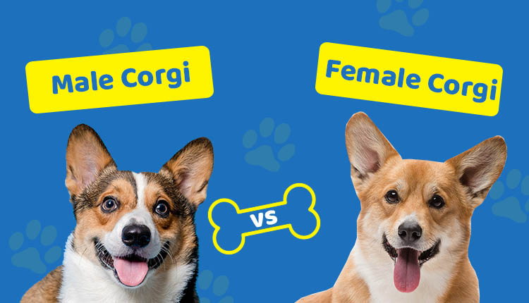 Male Corgi vs Female Corgi