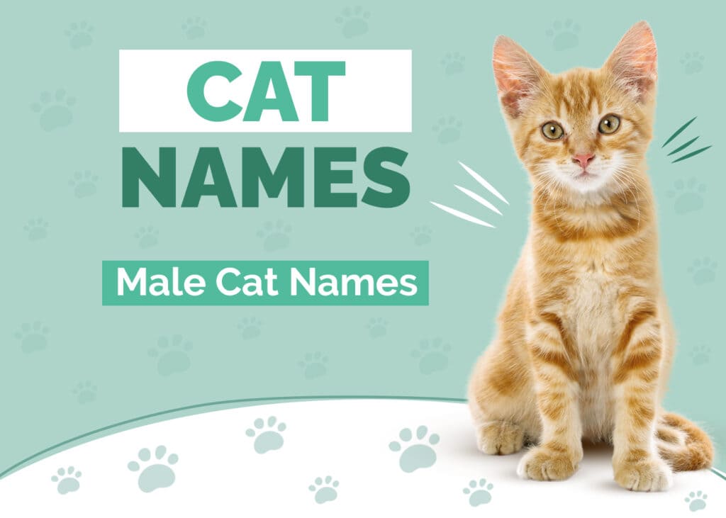 Male Cat Names