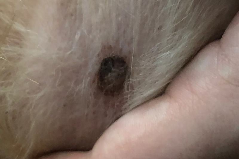 Male dog’s nipple looks freaky