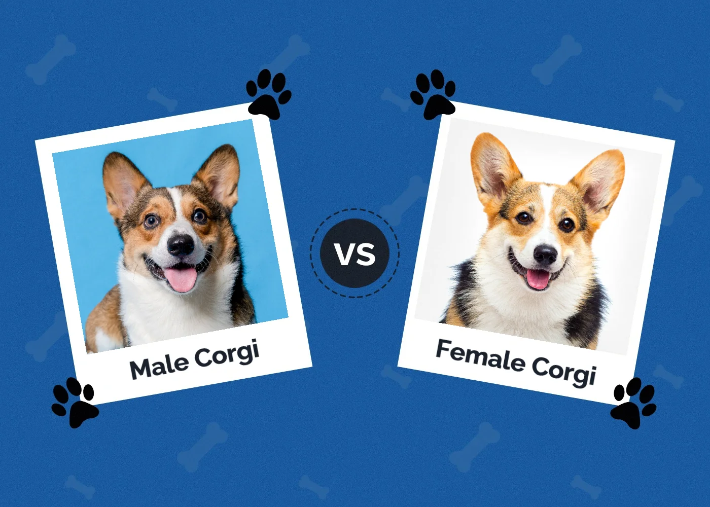 Male vs Female Corgi - Featured Image