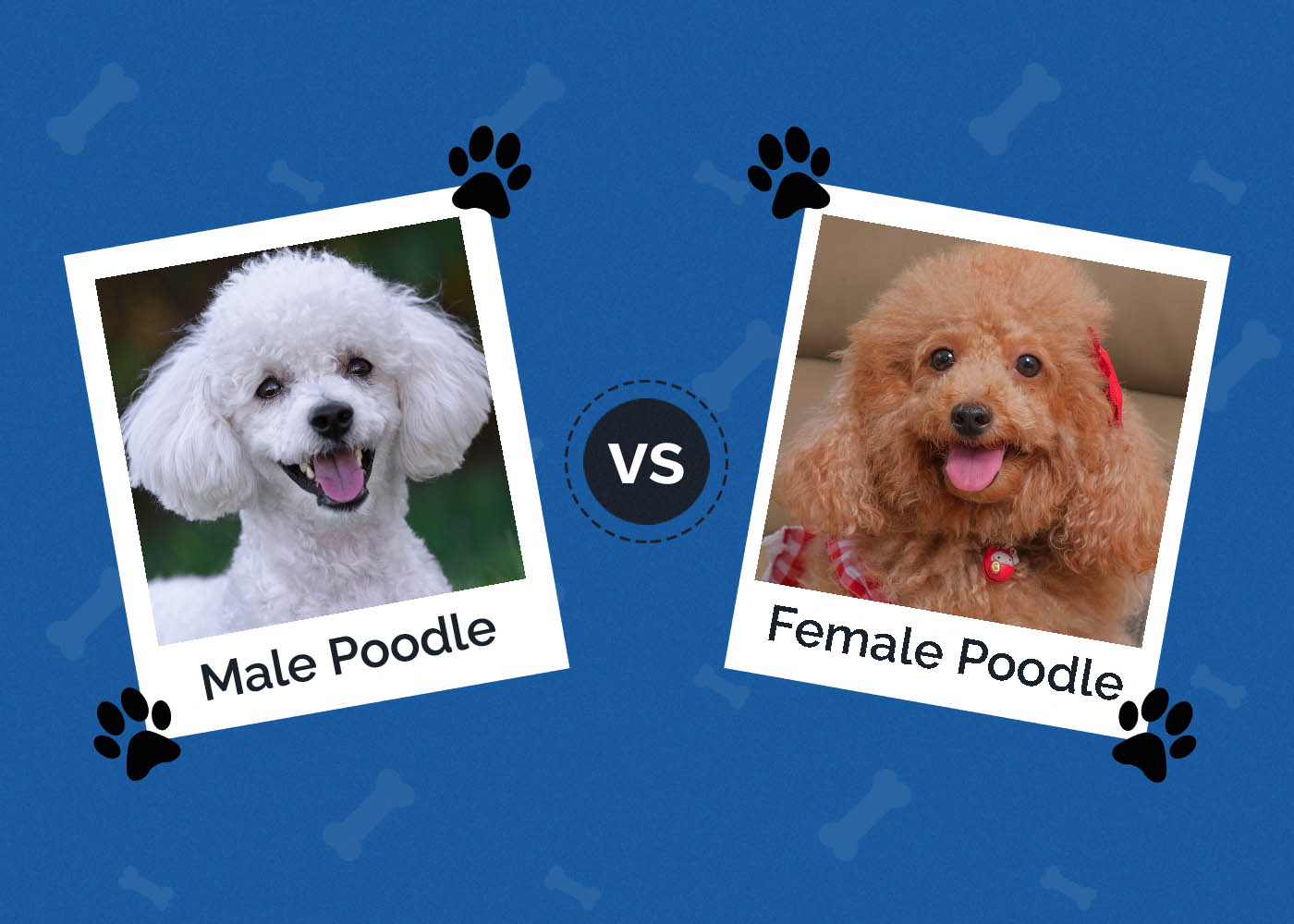 Male vs Female Poodle