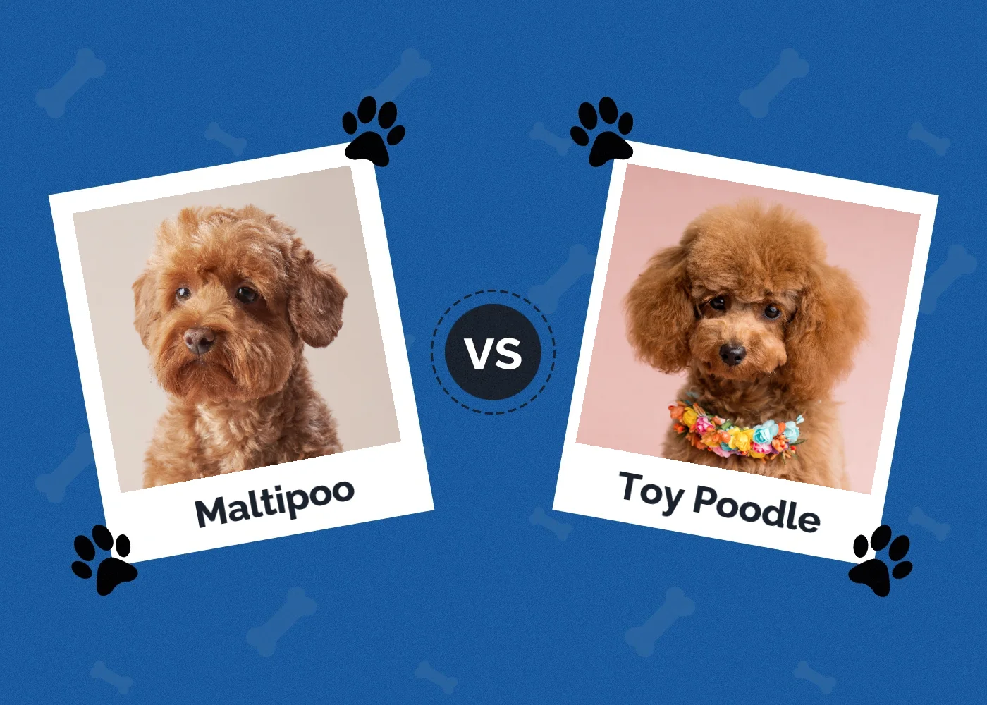 Maltipoo vs Toy Poodle - Featured Image