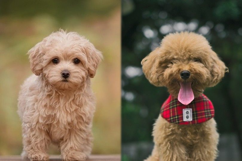 Maltipoo vs Toy Poodle breeds