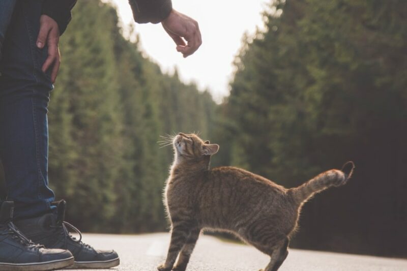 Man trying to pet a stray cat