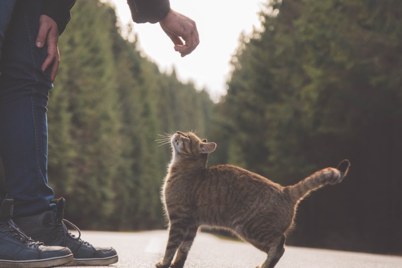 Man trying to pet a stray cat