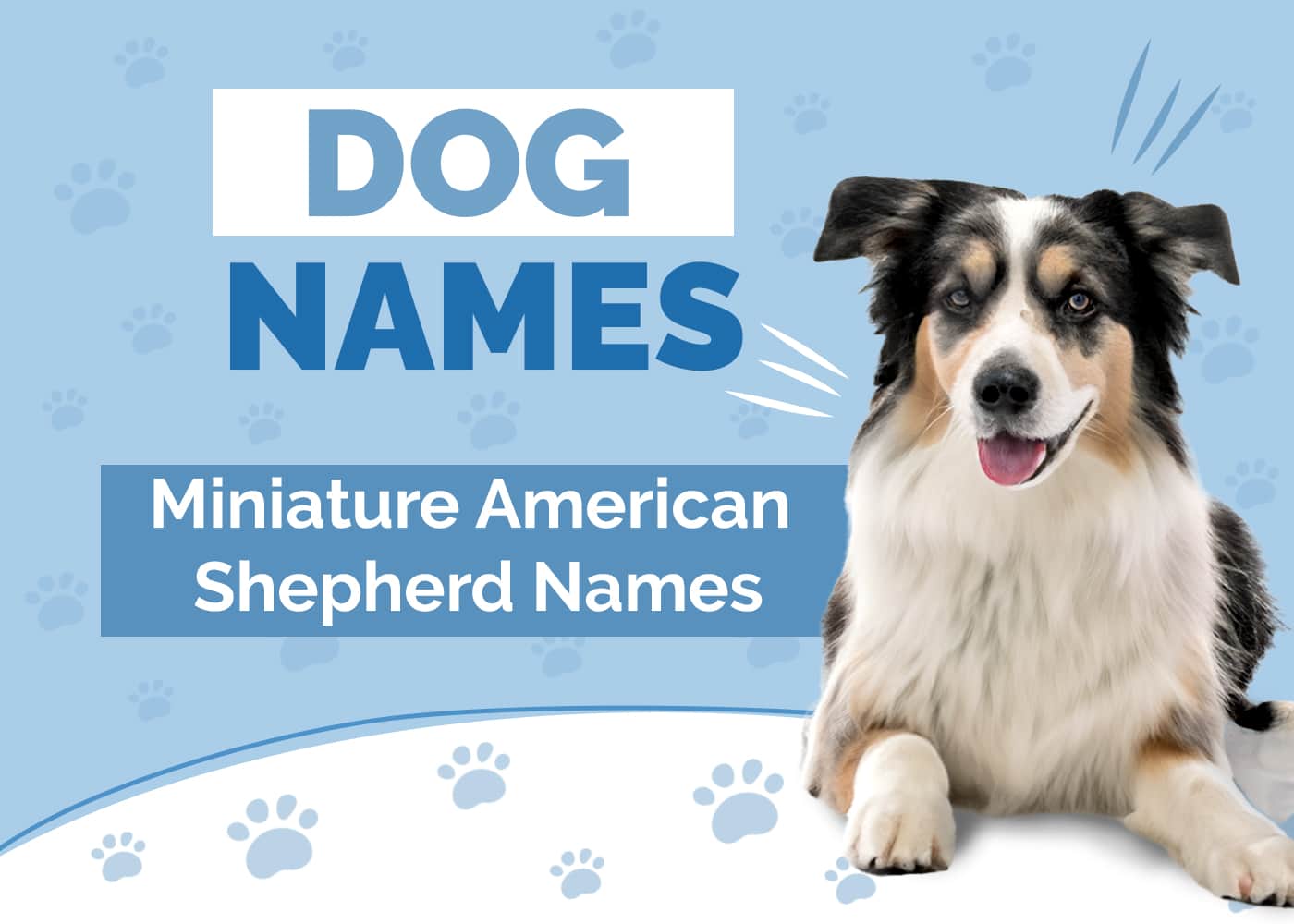 Names for Miniature American Shepherds