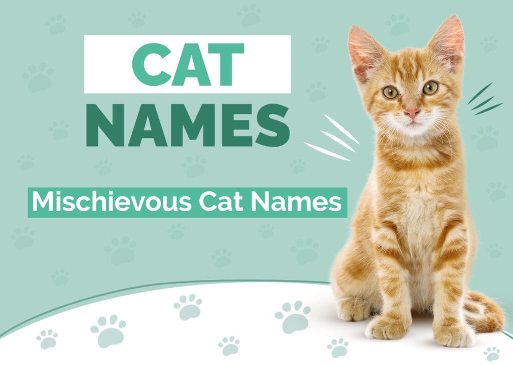 Mischievous Cat Names