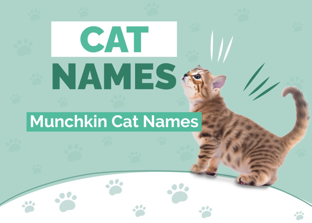 Munchkin Cat Names