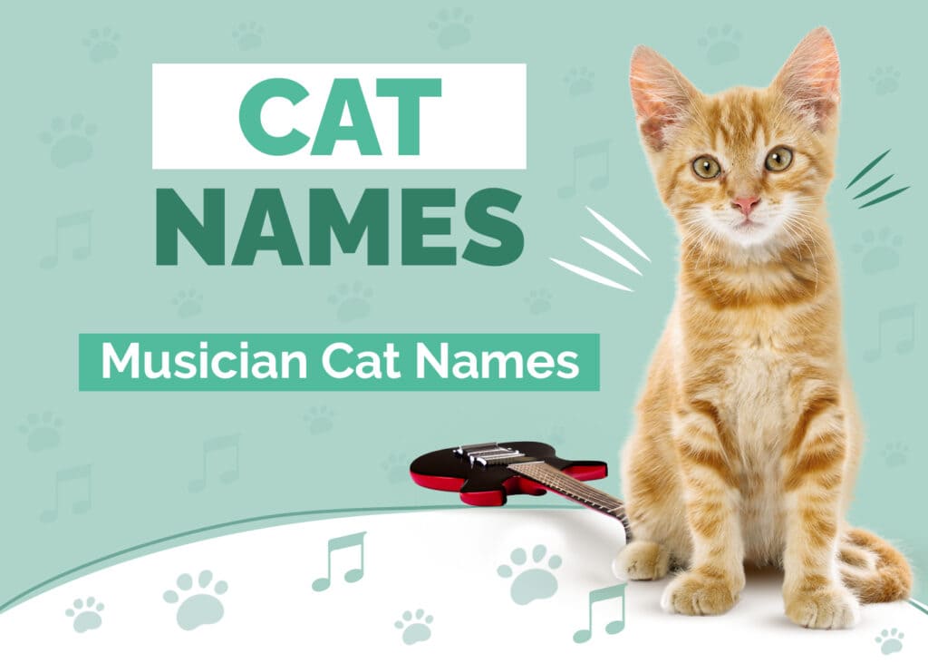 Jazzy and Cool Musician Cat Names