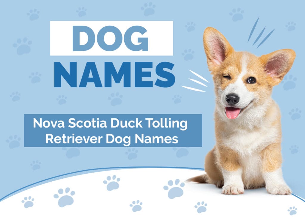 Names for Nova Scotia Duck Tolling Retrievers