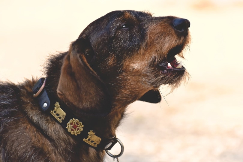 Old Wirehaired Dachshund howling