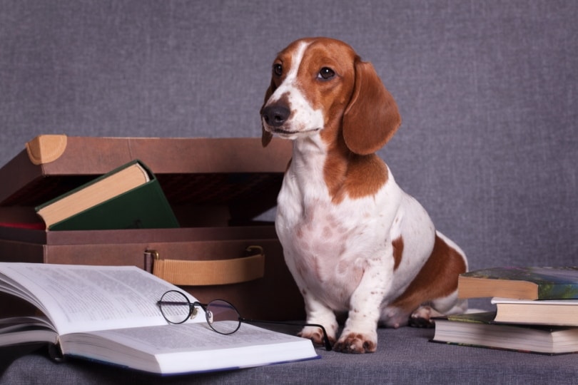 Piebald dachshund on the table with books