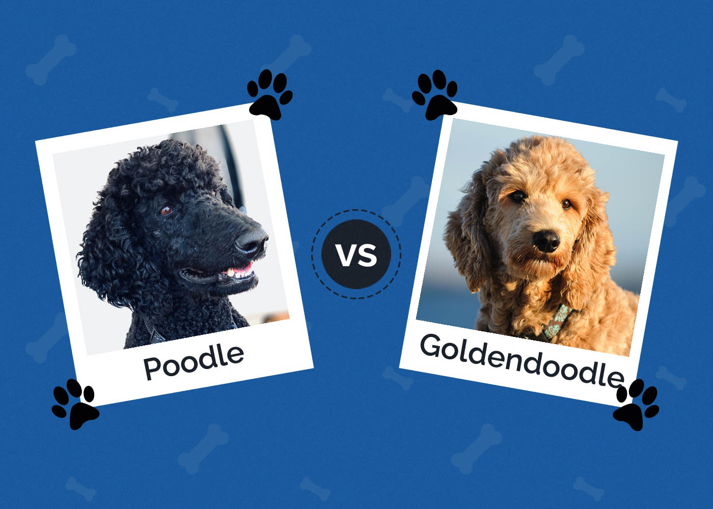 Poodle vs Goldendoodle