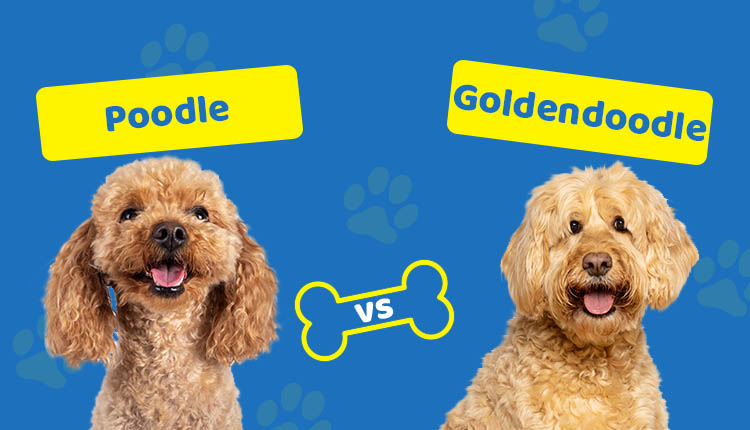 Poodle vs Goldendoodle