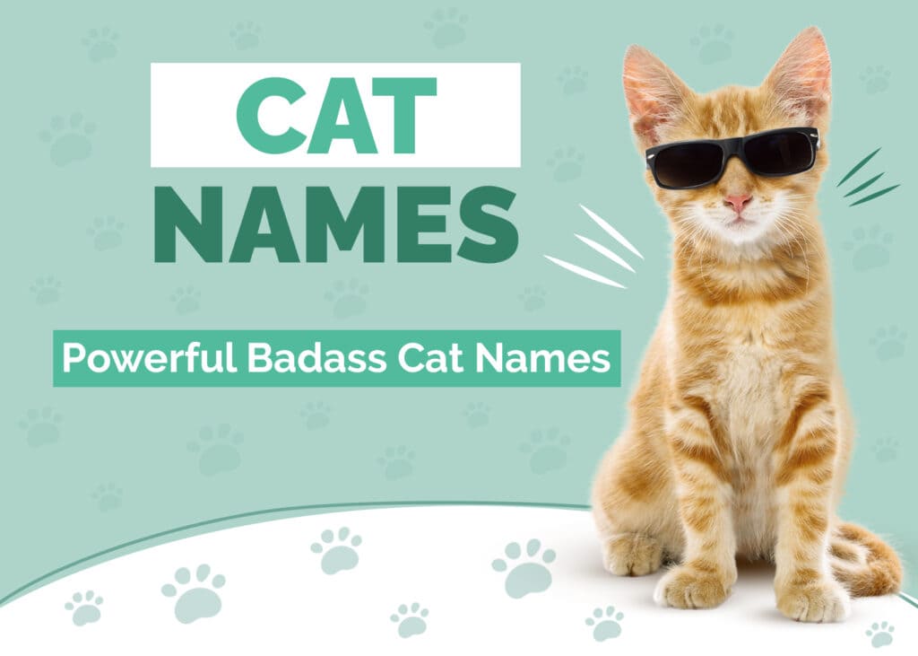 Powerful & Badass Cat Names