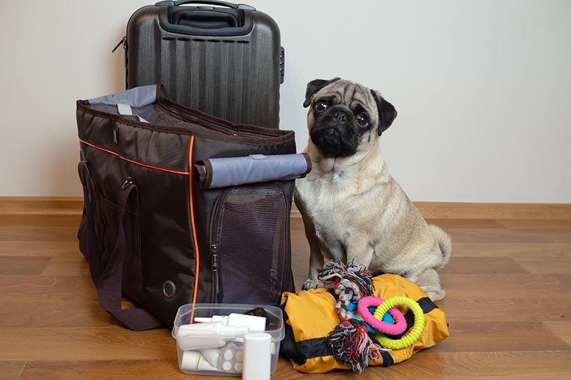 Pug dog sits in near carrier with travel kit