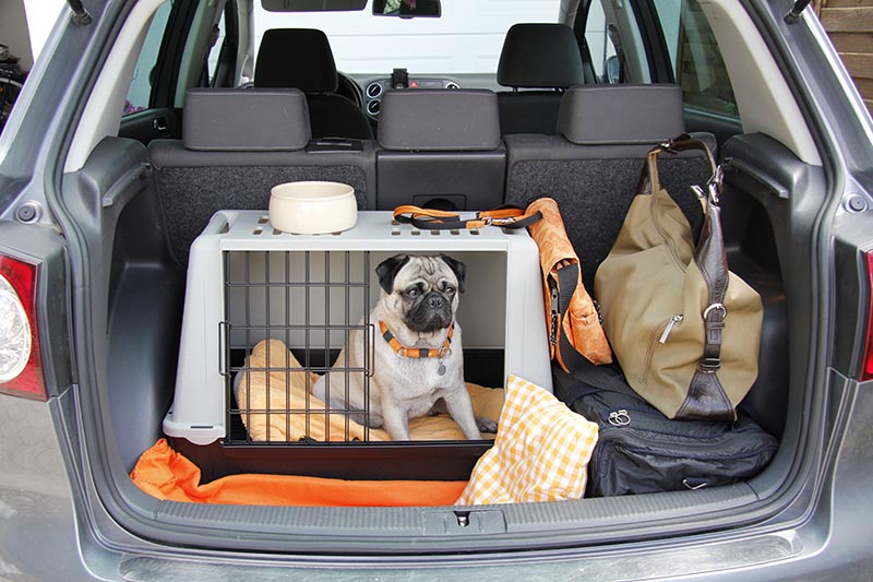 Pug sitting in a cage in the trunk of a car