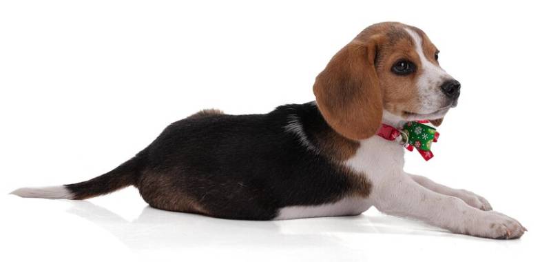 Puppy beagle with a red and green collar at christmas time