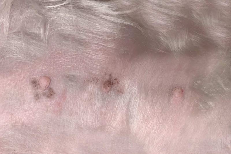 Reasons Your Dog Has Scabs On Their Nipples