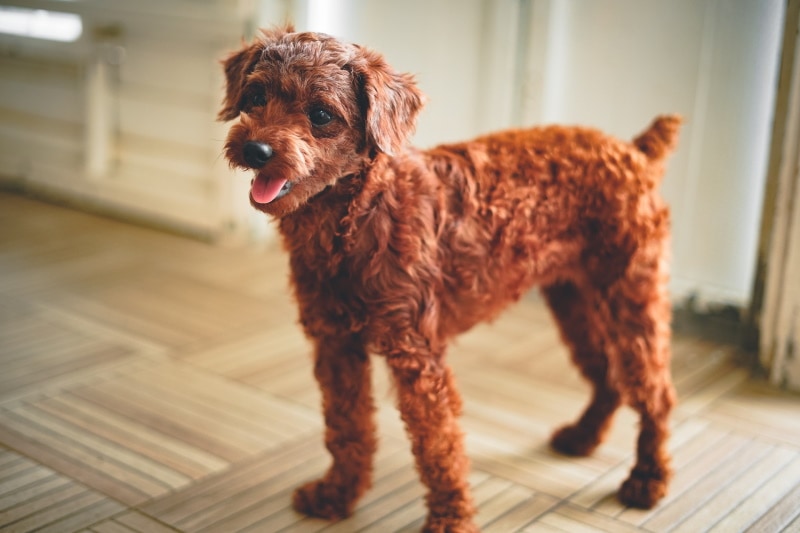 Red and brown poodle indoors