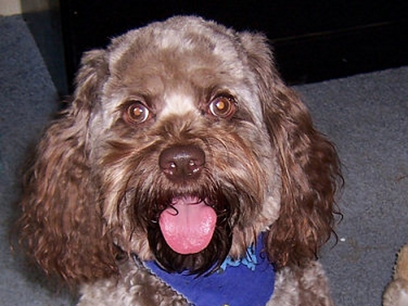 What Health Problems Do Cockapoo Have