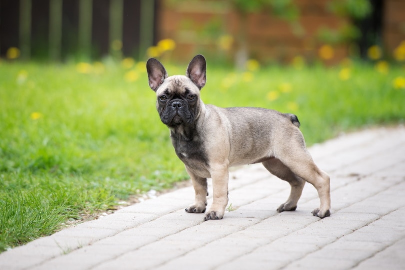 Sable French Bulldog standing in the driveway
