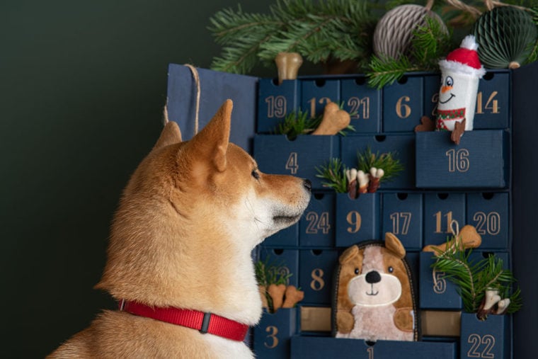 10 DIY Dog Christmas Decoration & Ornament Ideas (With Pictures) | Hepper
