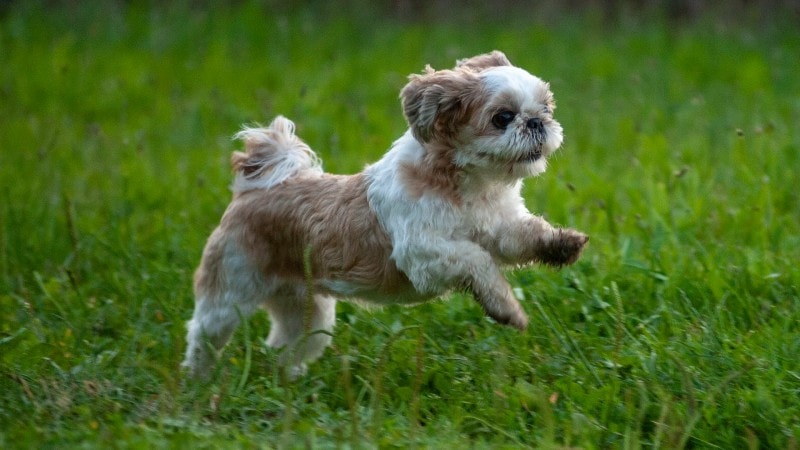 Shih Tzu running