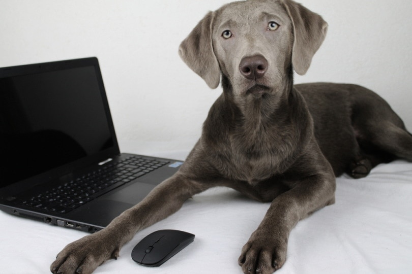 Silver labrador retriever beside a laptop on the bed