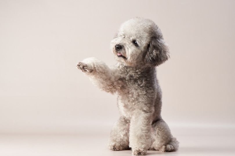 Silver poodle shaking hand