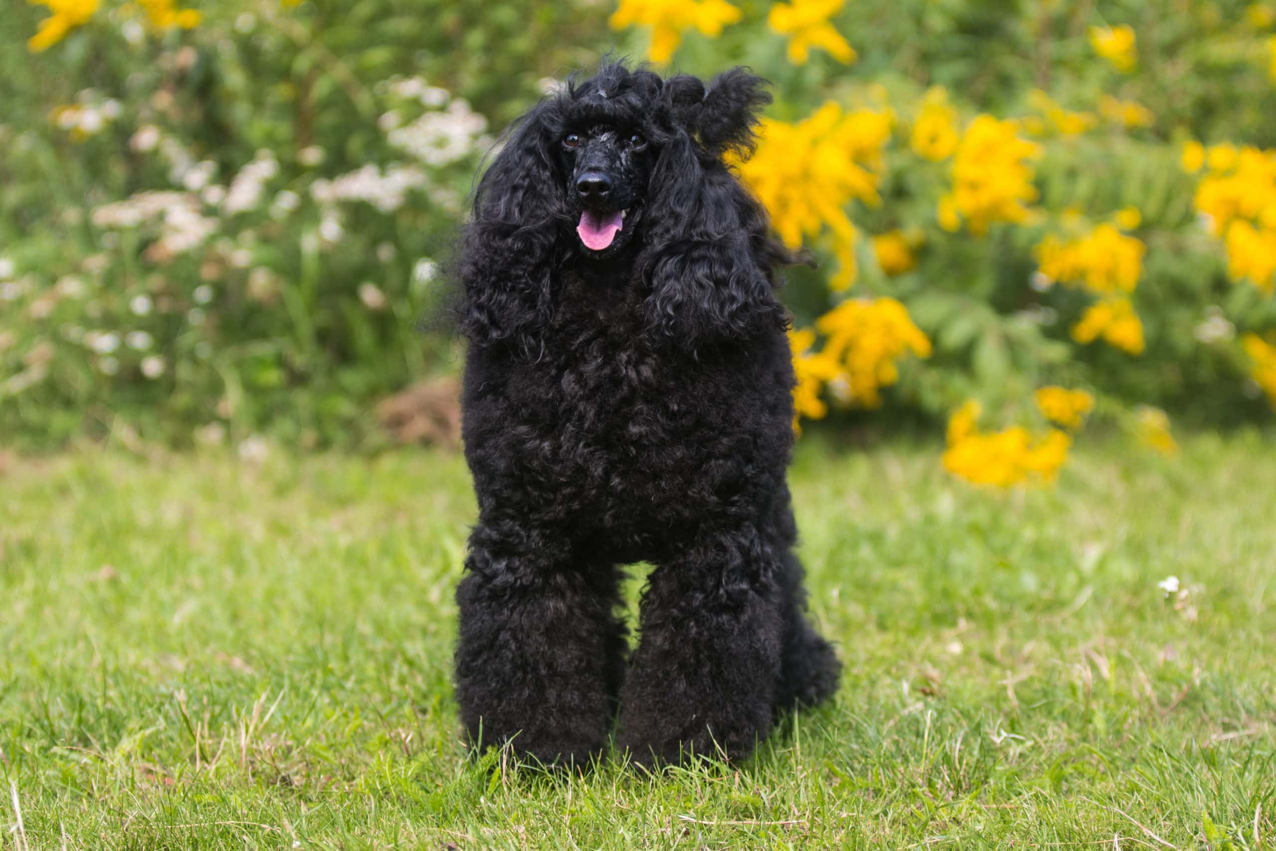 Sitting portrait of charming amazing moyen medium poodle