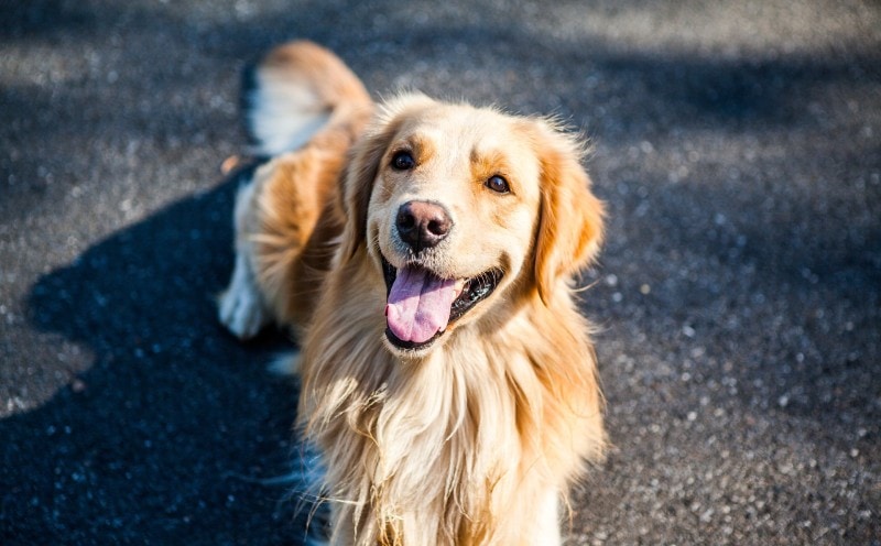 Smiling Golden Retriever