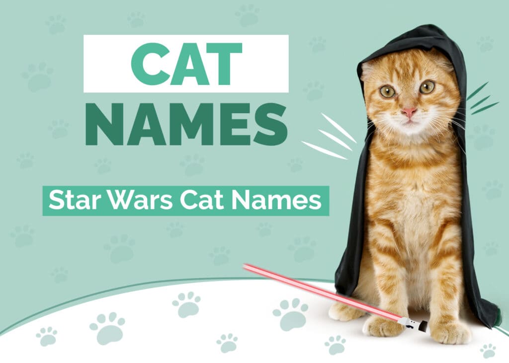 Star Wars Cat Names