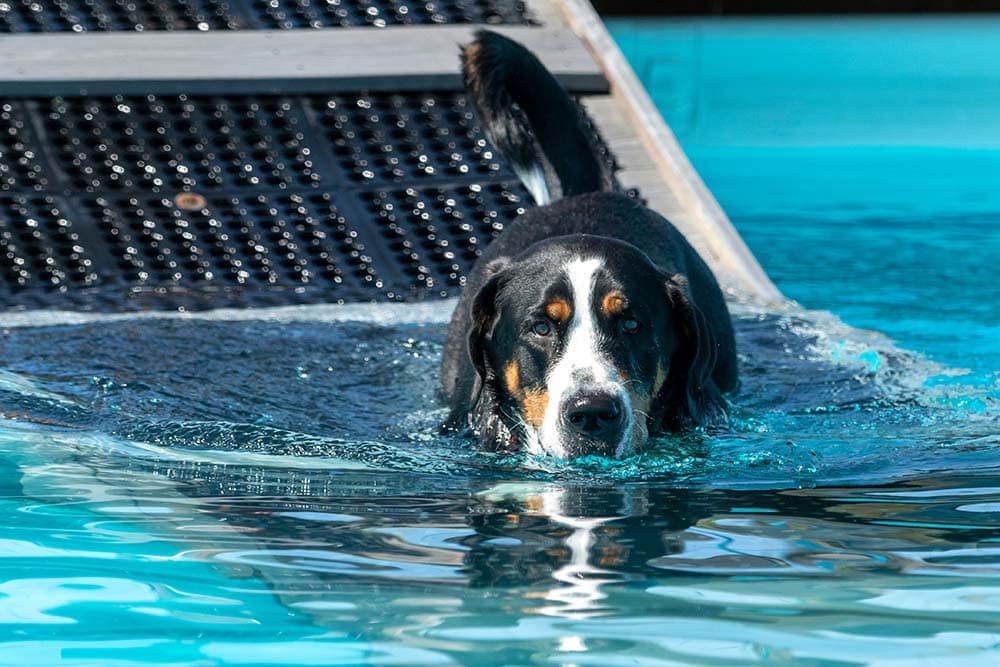 Swiss Mountain Dog going swimming in a large pool after walking down the ramp