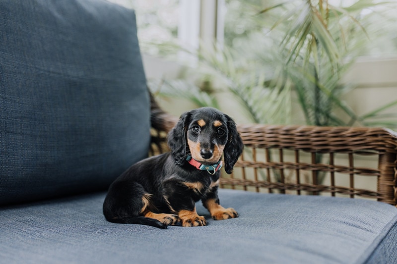 Teacup Dachshund