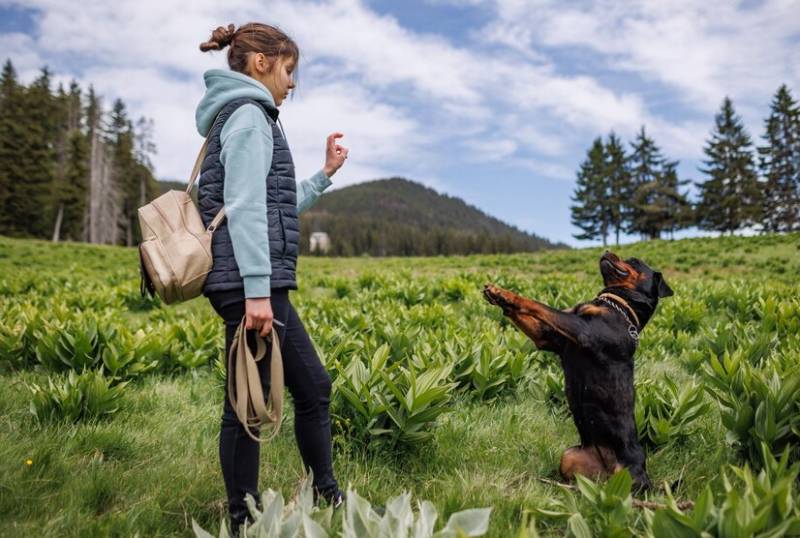 Teenage girl in suit stands and gives commands to rottweiler dog