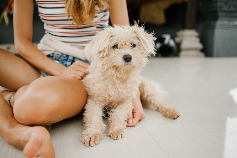 Toy poodle sitting on the floor
