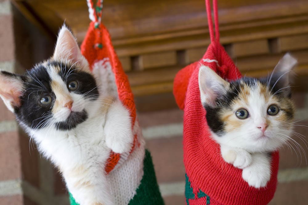 Two adorable kittens in Christmas stockings on the mantle