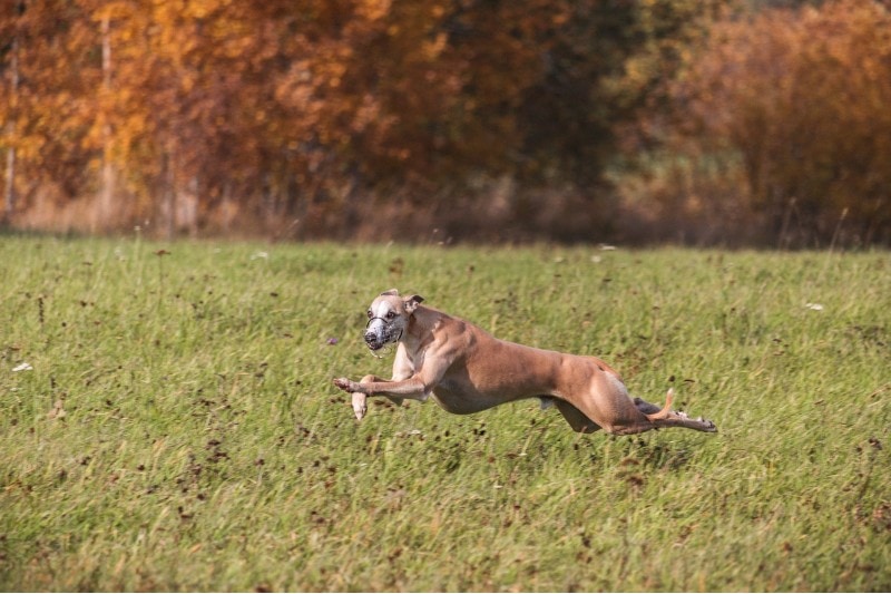 Whippet running