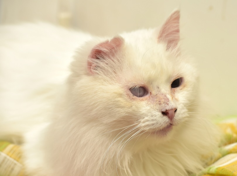 White cat with retinal detachment in one eye