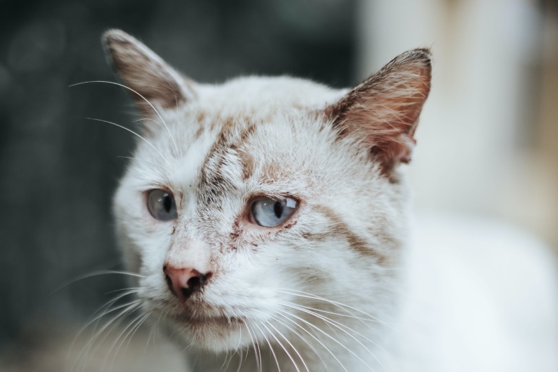 White cat with signs of maltreatment