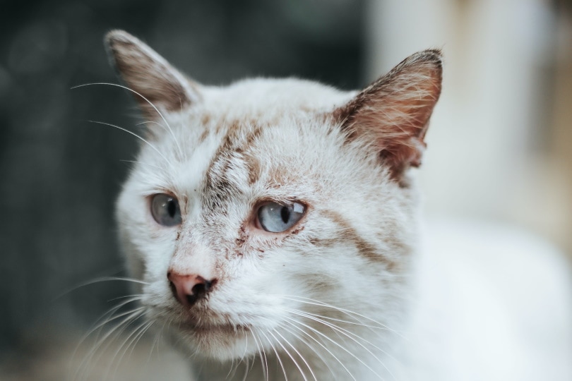 Gato blanco con ojos azules y la mirada triste