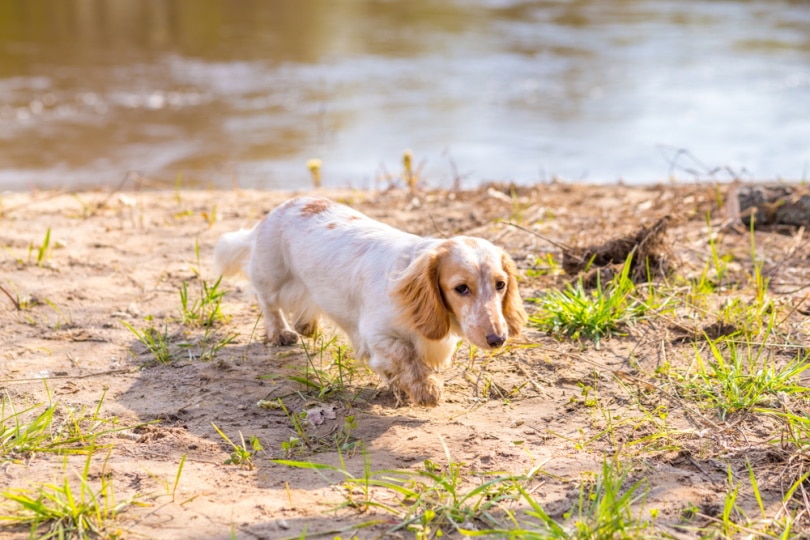 White dachshund with red muzzle near the river